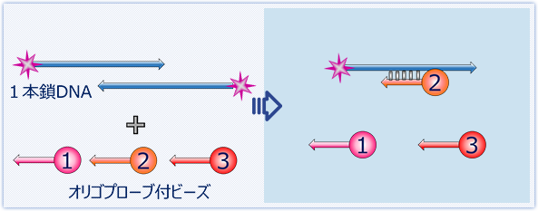 ハイブリダイゼーション