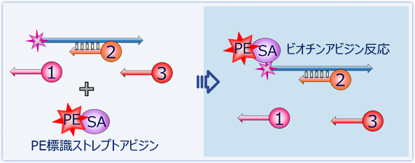 PEによる蛍光標識