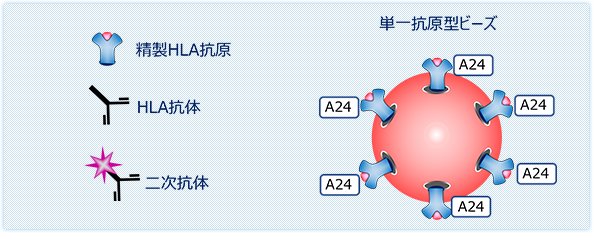 抗HLA抗体特異性同定検査の概要