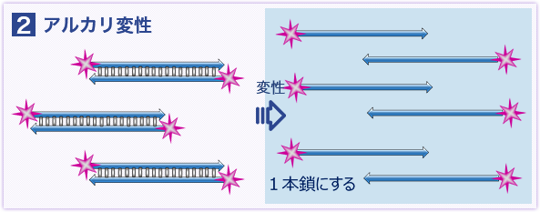 アルカリ変性