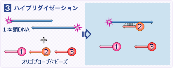 ハイブリダイゼーション