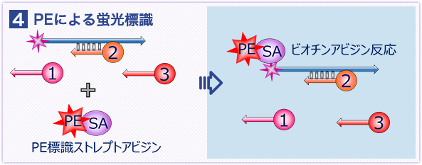 PEによる蛍光標識