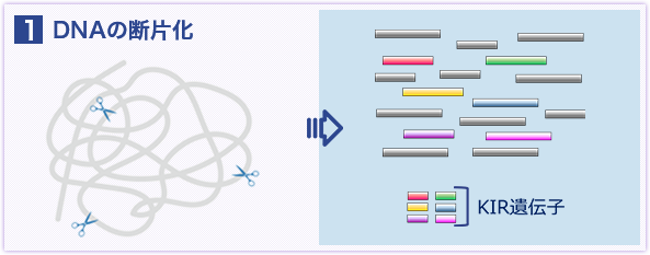 DNAの断片化