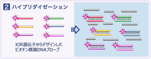 ハイブリダイゼーション