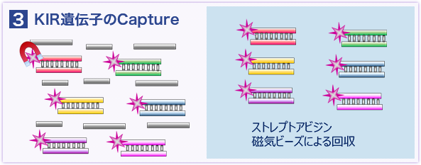 KIR遺伝子のCapture